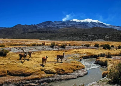Bolivie – Circuit entre lagunes et salar