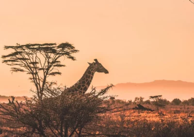 Safari de légende au Kenya