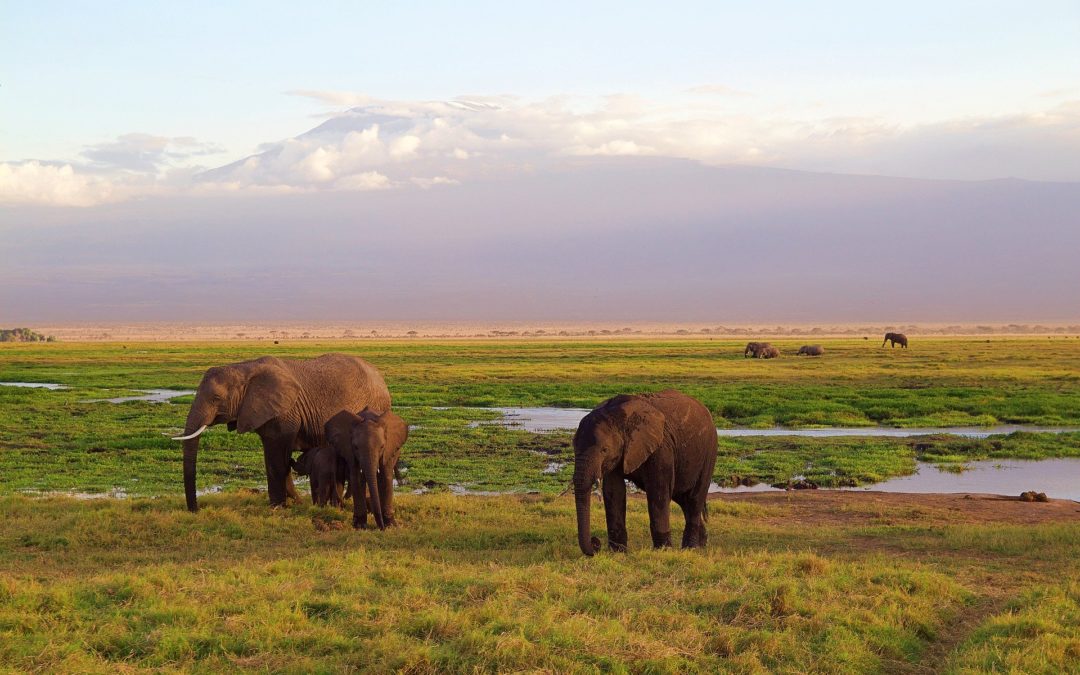Safari de légende au Kenya