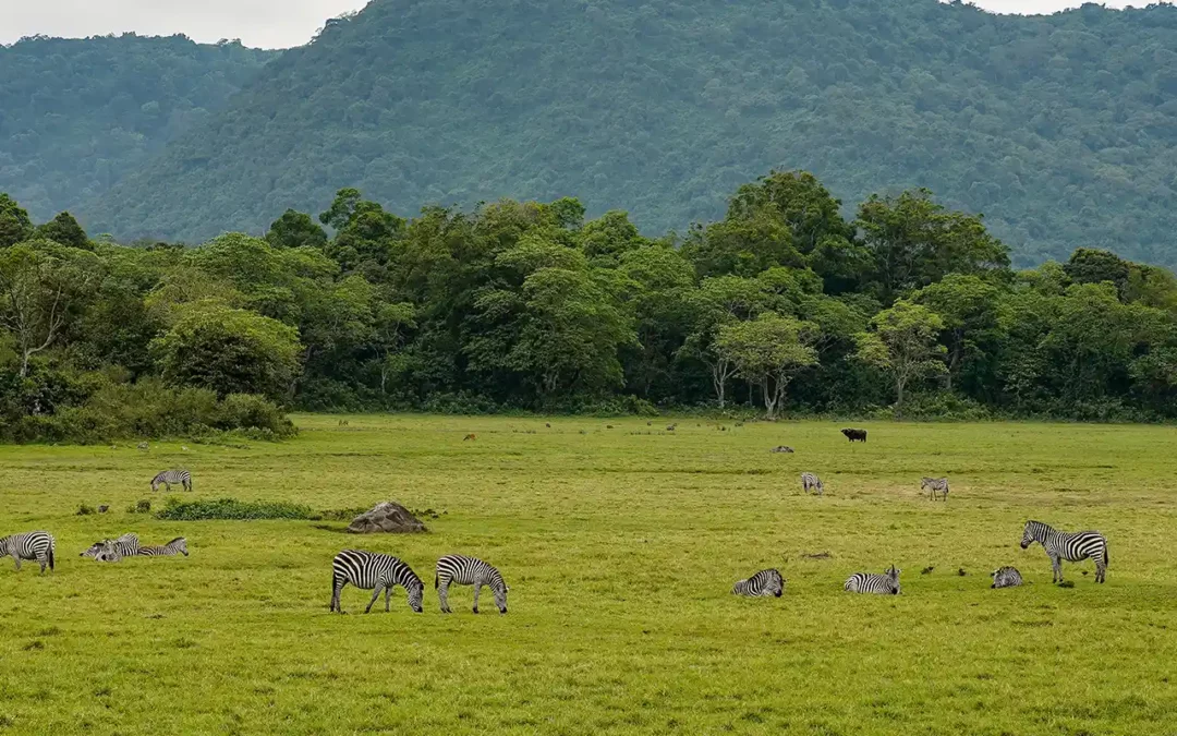 Safari d’exception en Tanzanie et à Zanzibar | 2500 €
