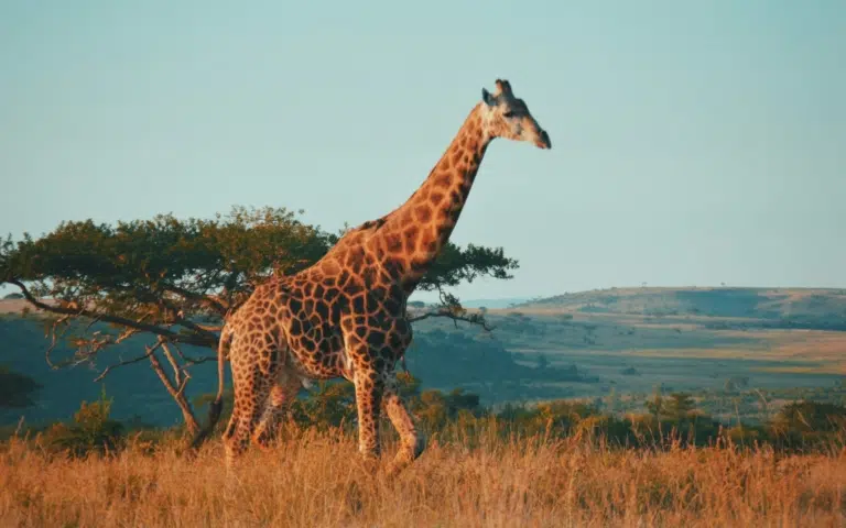 Tour d’Afrique du Sud guidée  - Afrique du Sud | Sur mesure