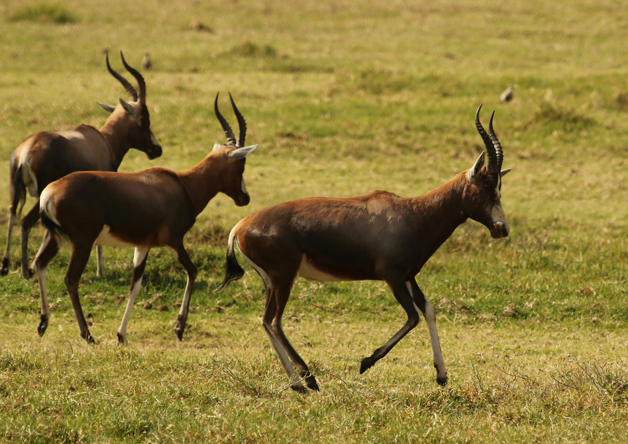 Swaziland afrique du sud colombus
