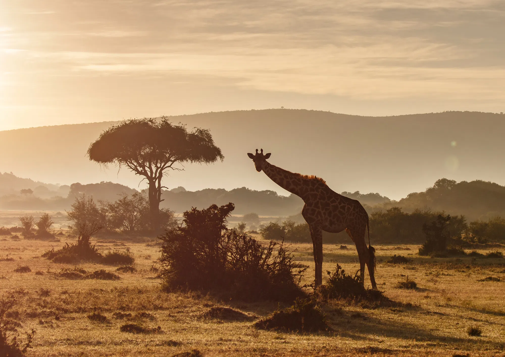 Afrique du Sud : 7 grandes réserves où faire un safari