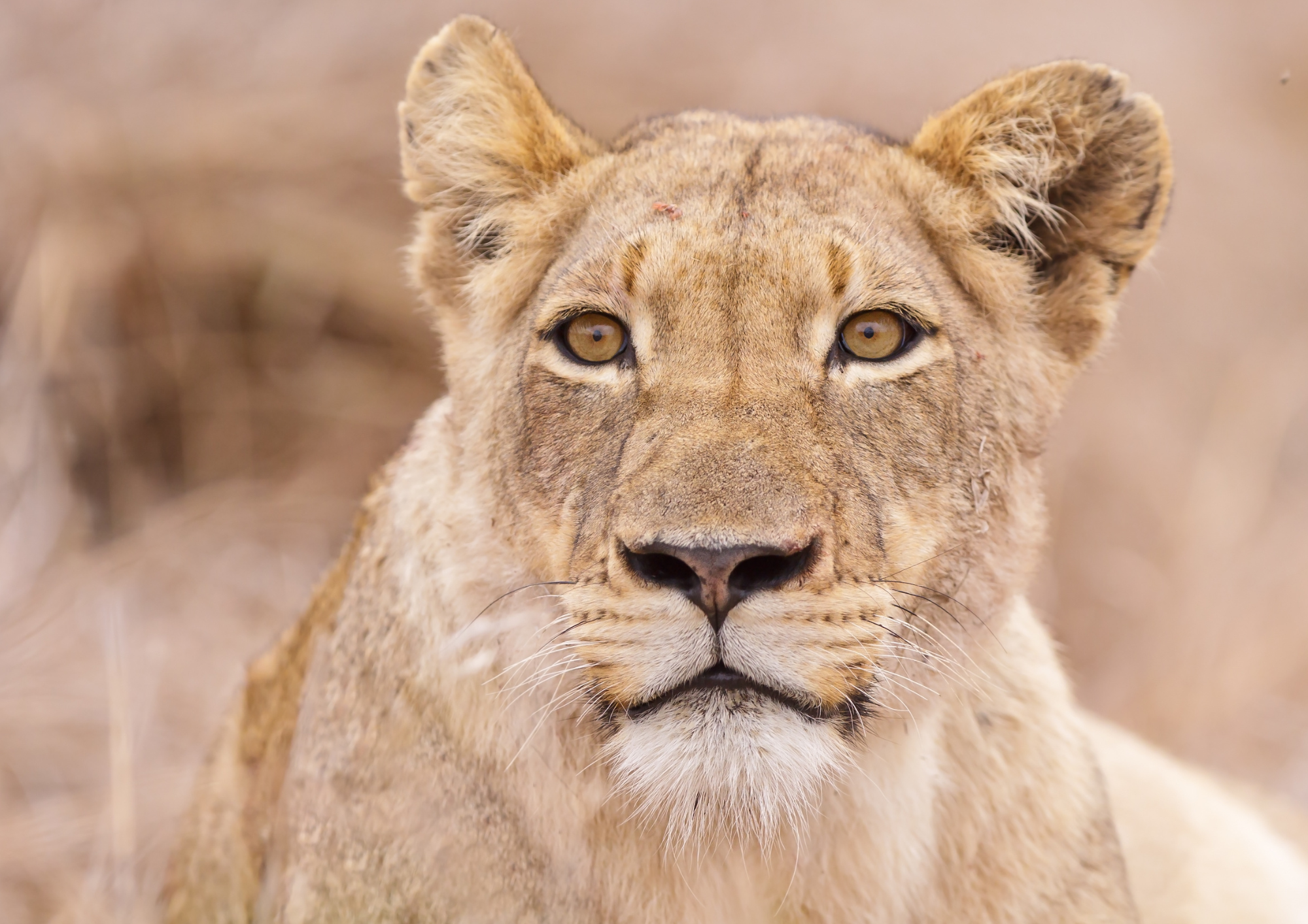 Kruger afrique du sud colombus
