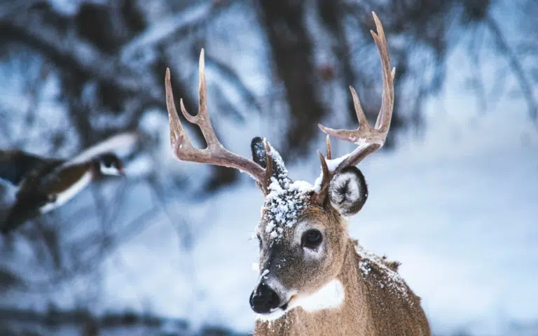 Séjour cocooning en Laponie finlandaise - Finlande | Sur mesure