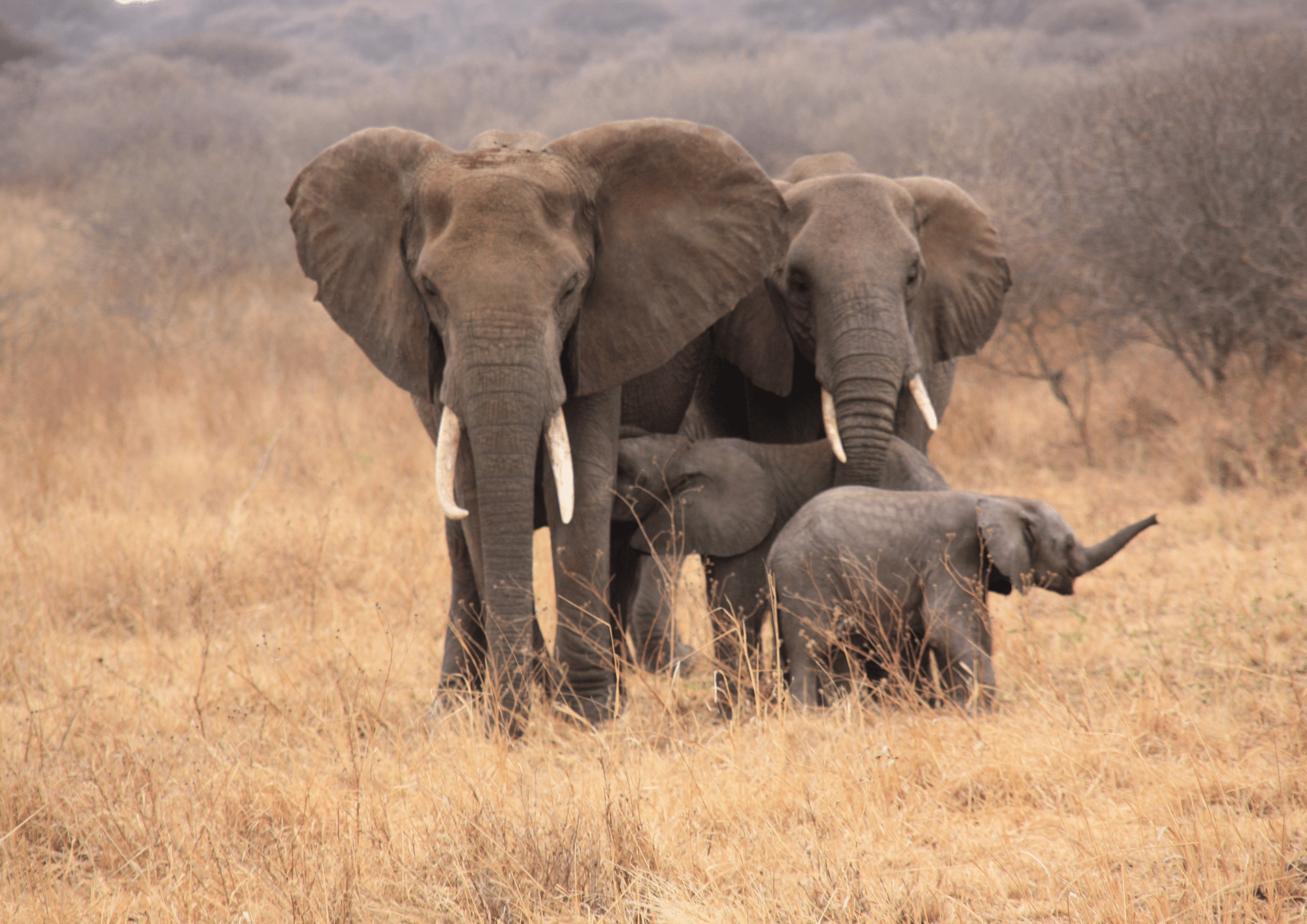 Tanzanie Colombus Voyages