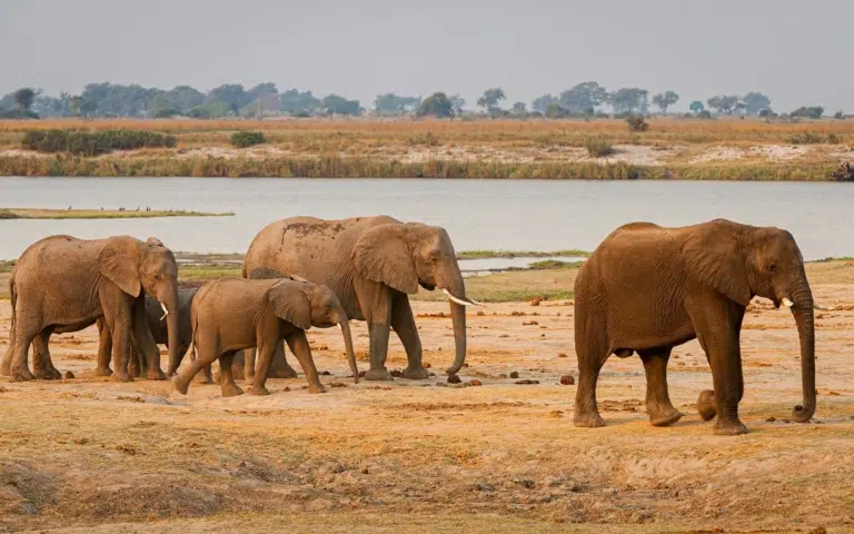 L’essentiel du Botswana et du Zimbabwe version premium - Botswana | Sur mesure