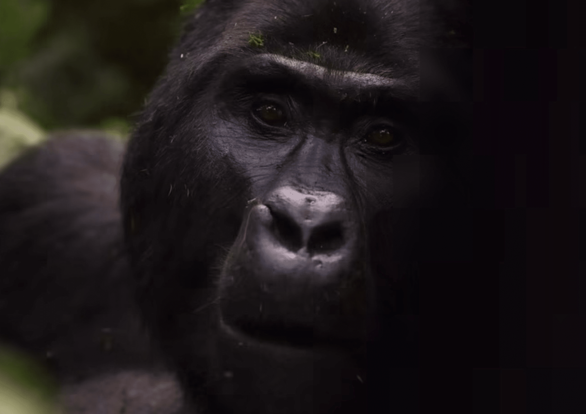 Voyage Ouganda Colombus Voyages