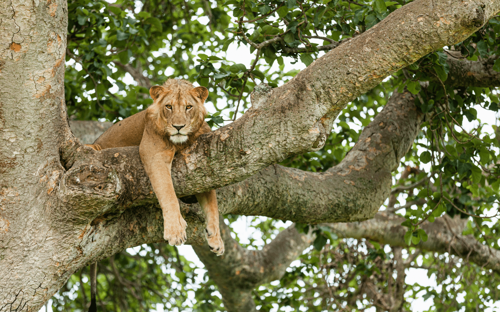 Ouganda Lion Arboricole Colombus Voyages