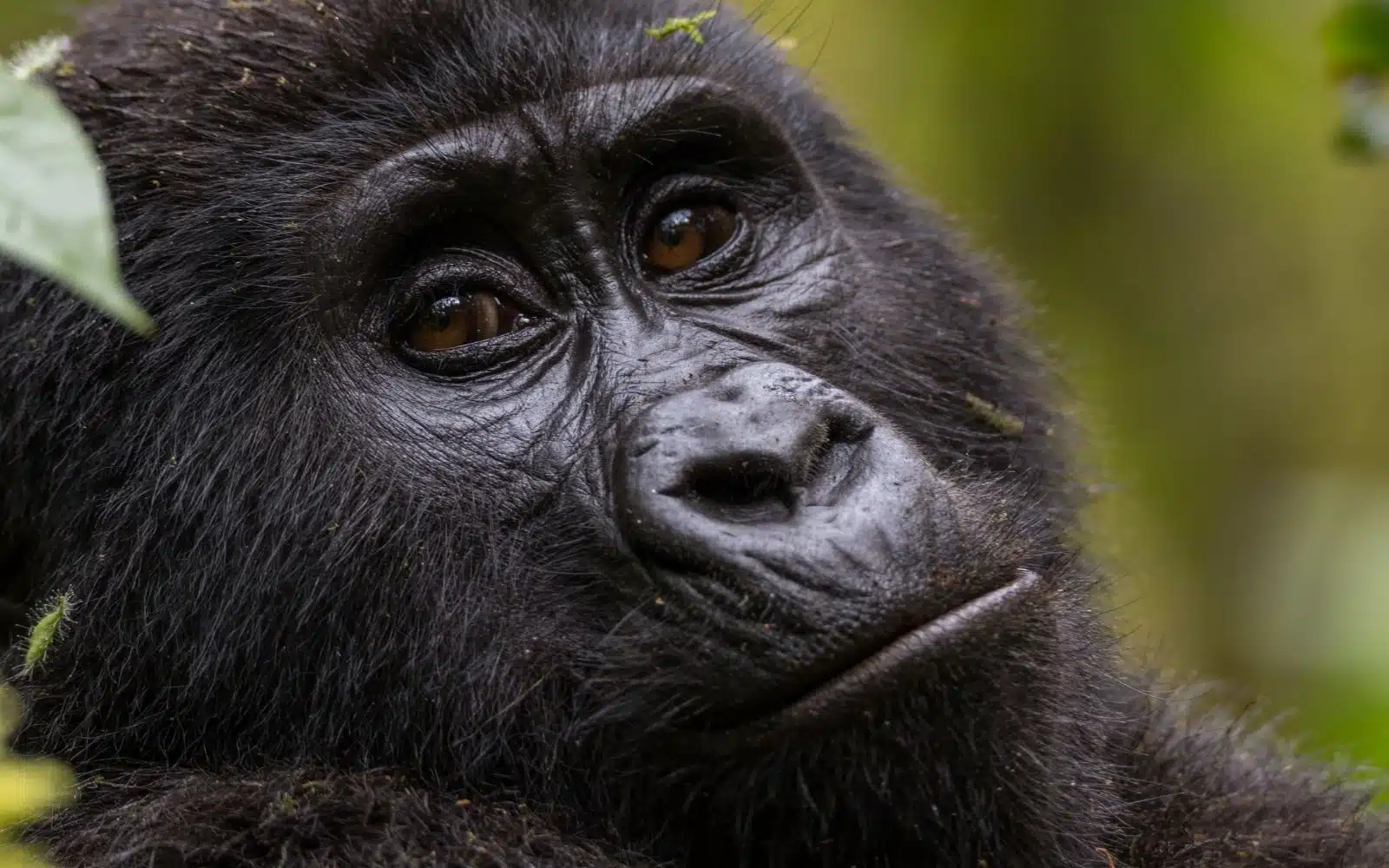 Bwindi gorilles Colombus Voyages