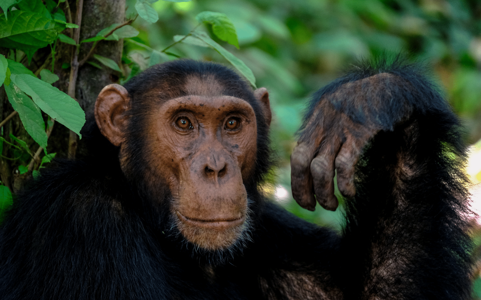 Ouganda Chimpanzés Colombus Voyages