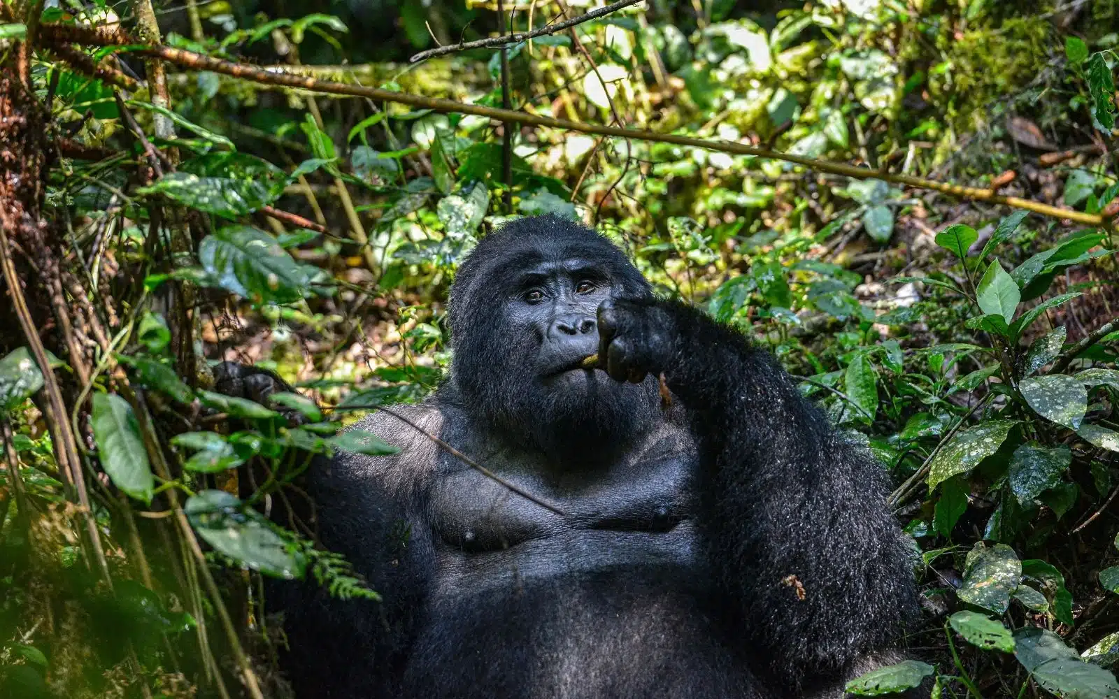 Bwindi gorilles Colombus Voyages