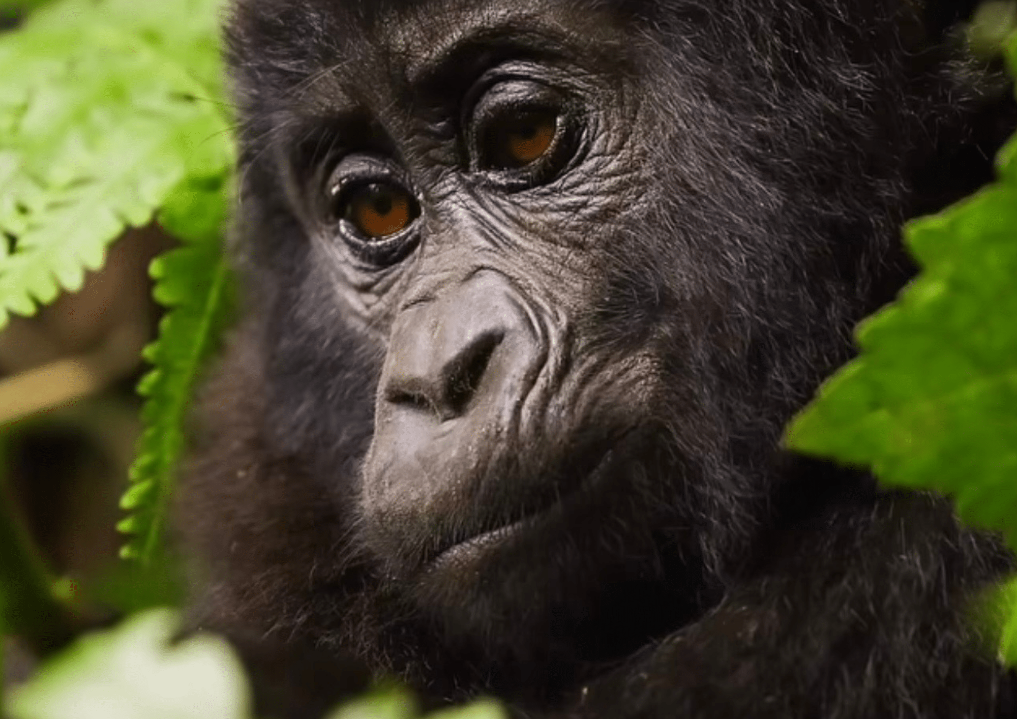 Bwindi gorilles Colombus Voyages