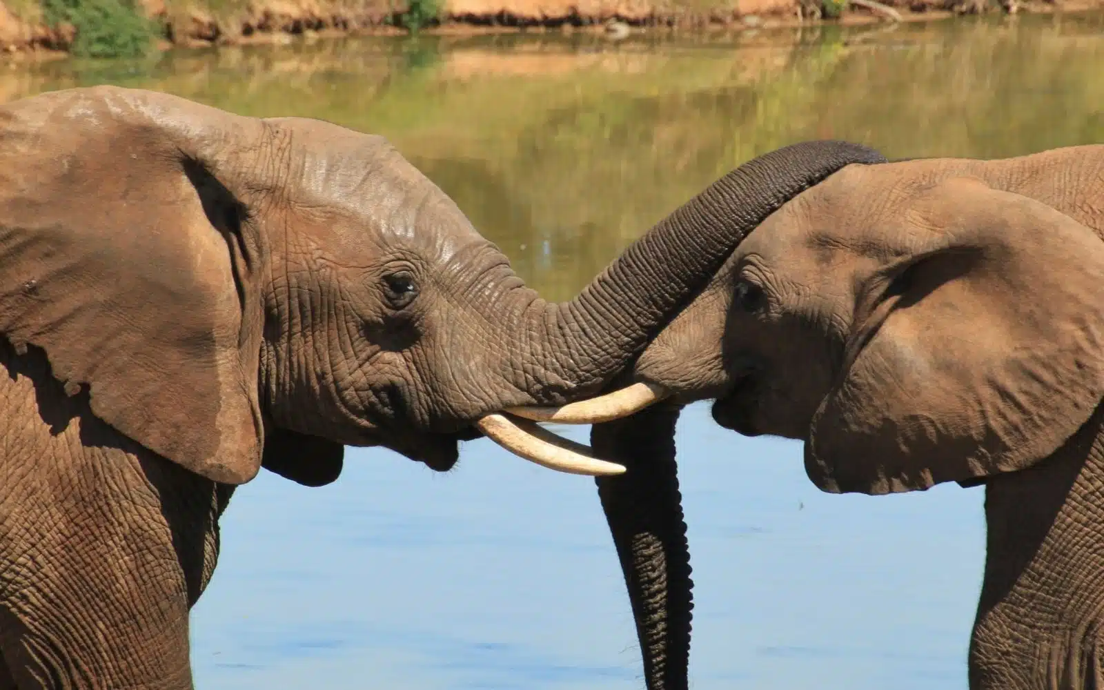 Queen Elizabeth Ouganda