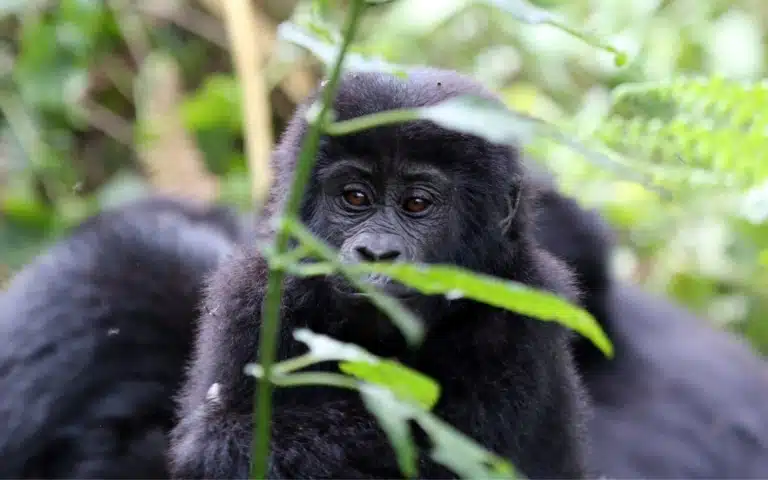 Grand tour d&rsquo;Ouganda : gorilles, chimpanzés et big five - Ouganda | Sur mesure