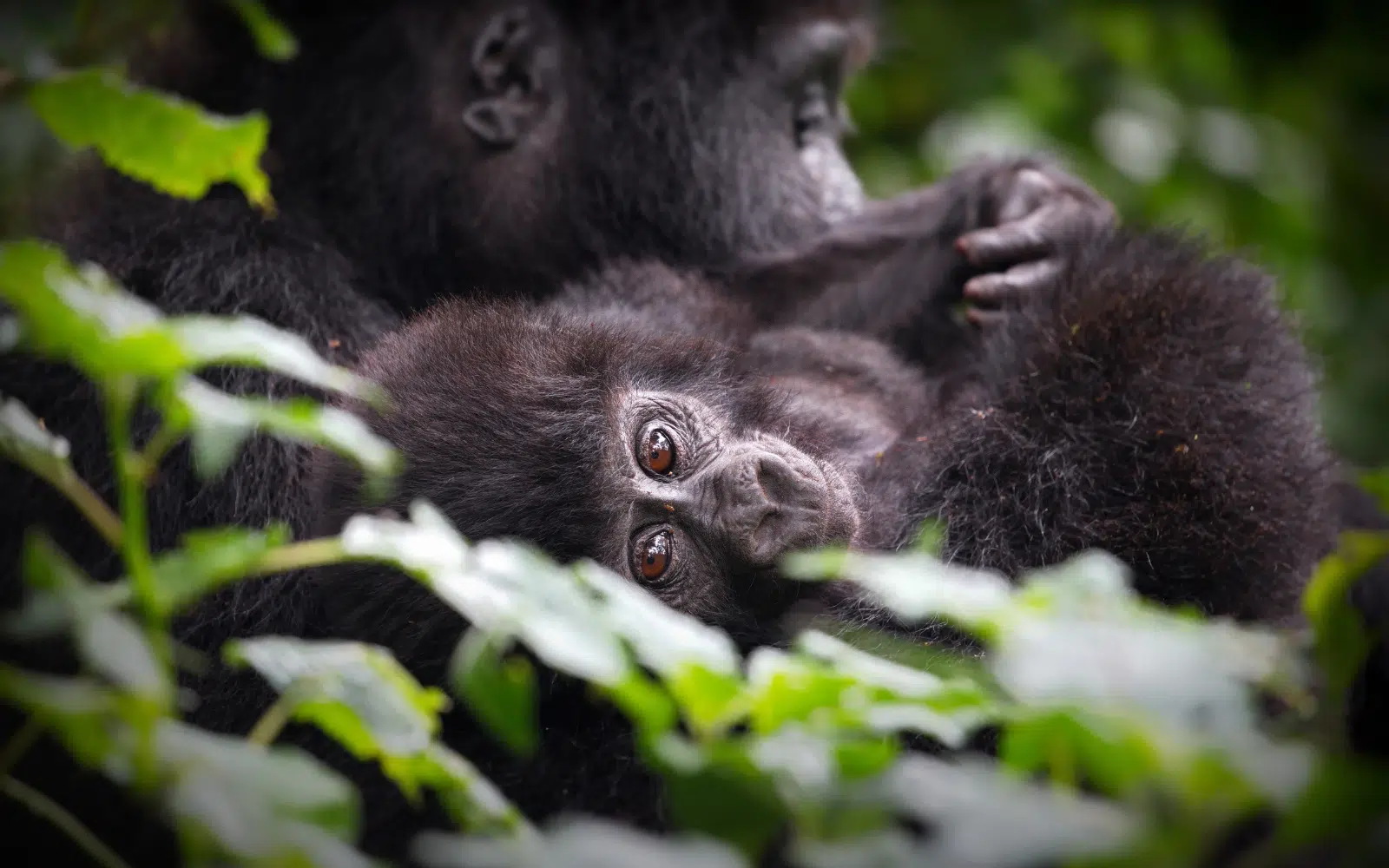 Voyage en Ouganda : 5 expériences et paysages à ne pas manquer