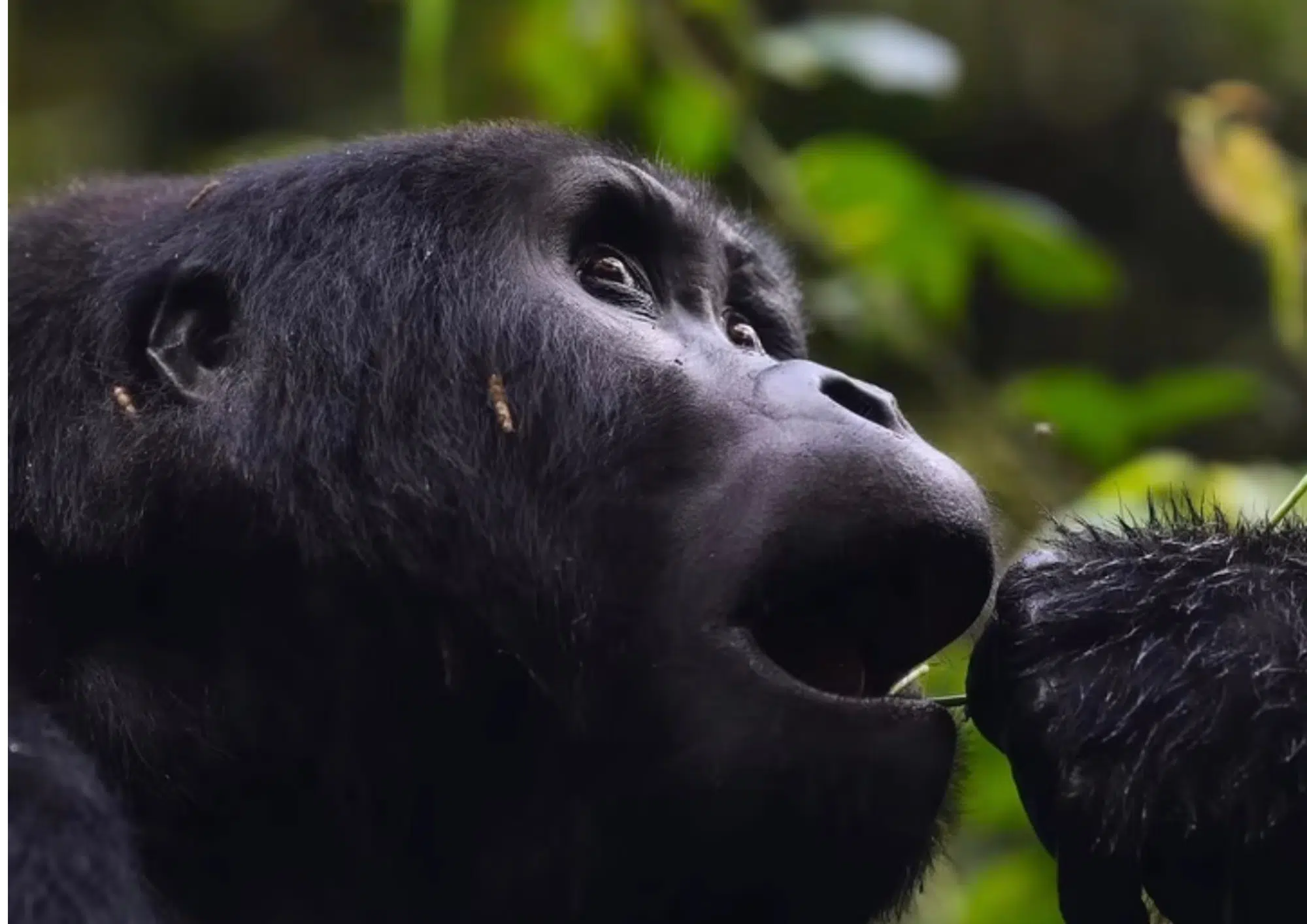 Voyage en Ouganda : notre rencontre avec les gorilles